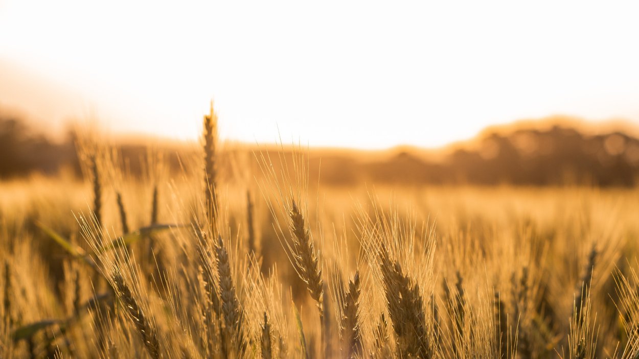 Гора пшеницы