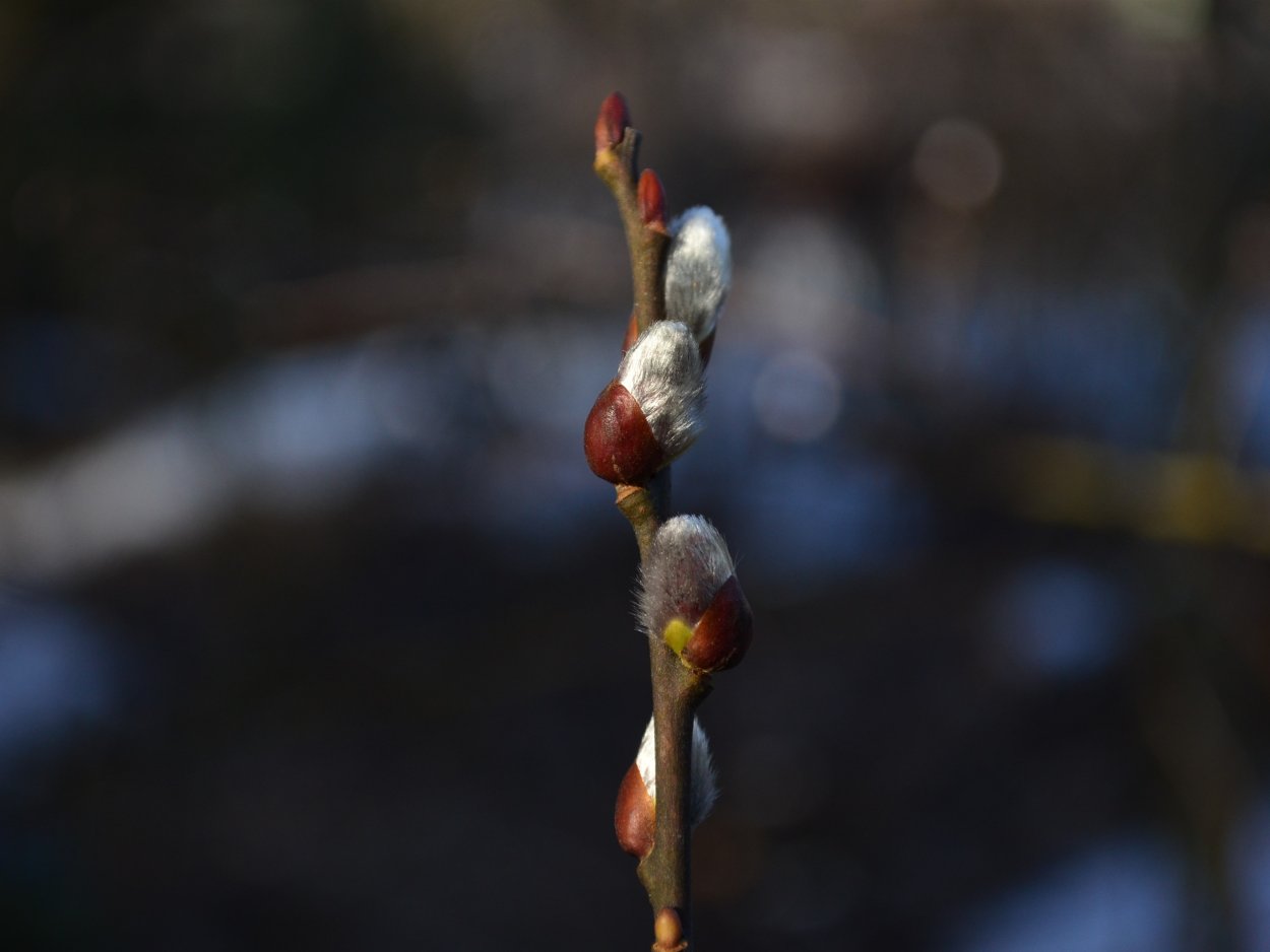 Нулиус ин Верба