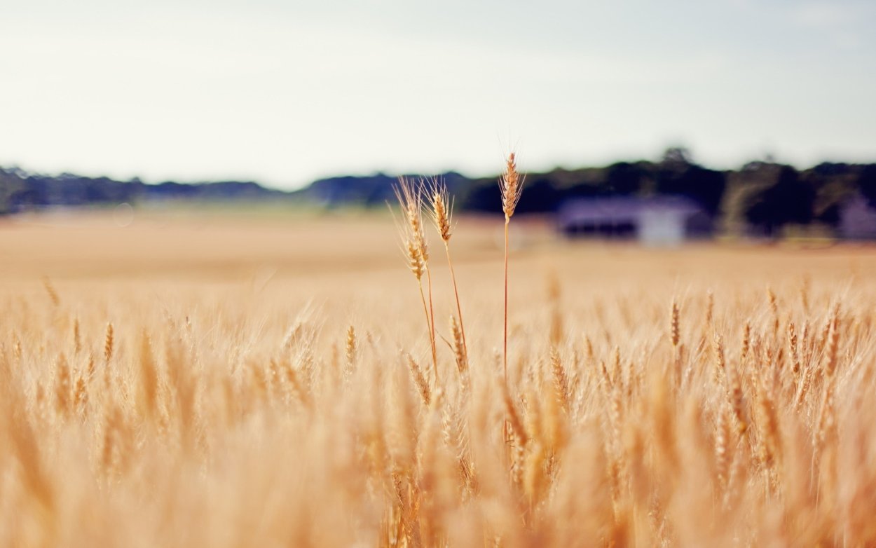 Поле пшеницы