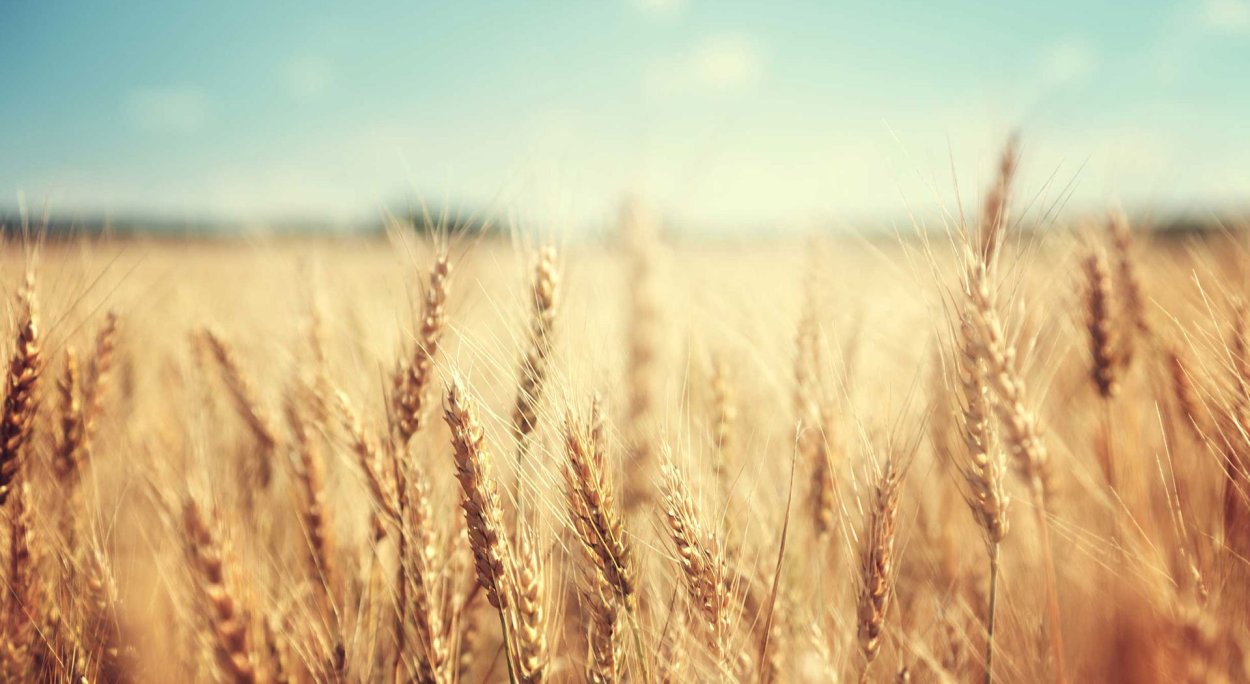 Поле пшеницы
