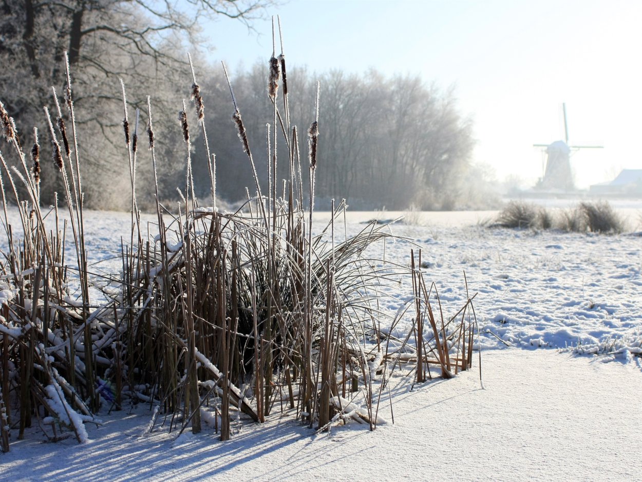 Камыш зимой