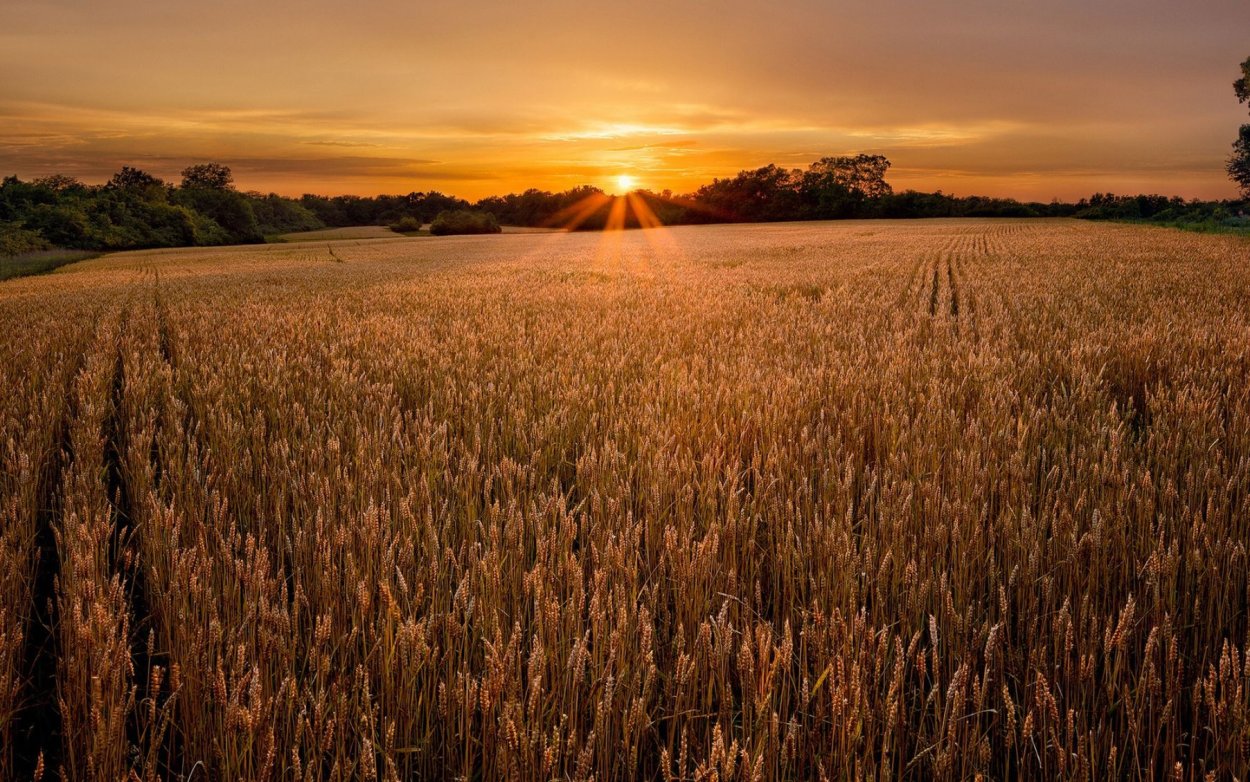 Пшеница на рассвете