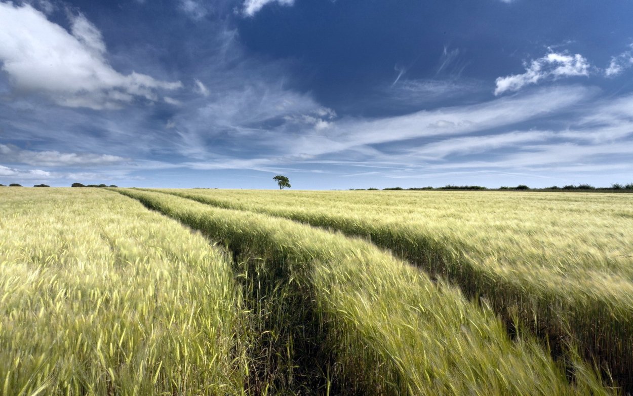 Обои на рабочий стол поле