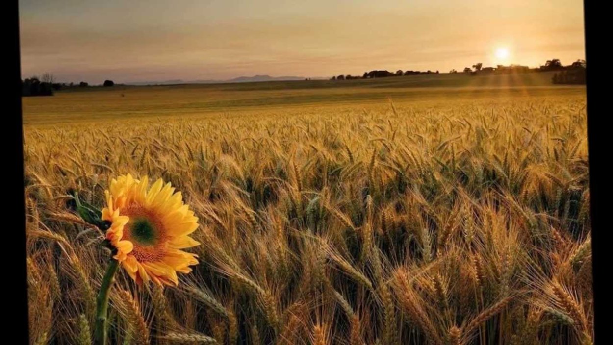 Поле подсолнухов и пшеницы