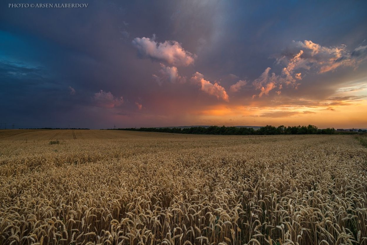 Небо над полем пшеницы