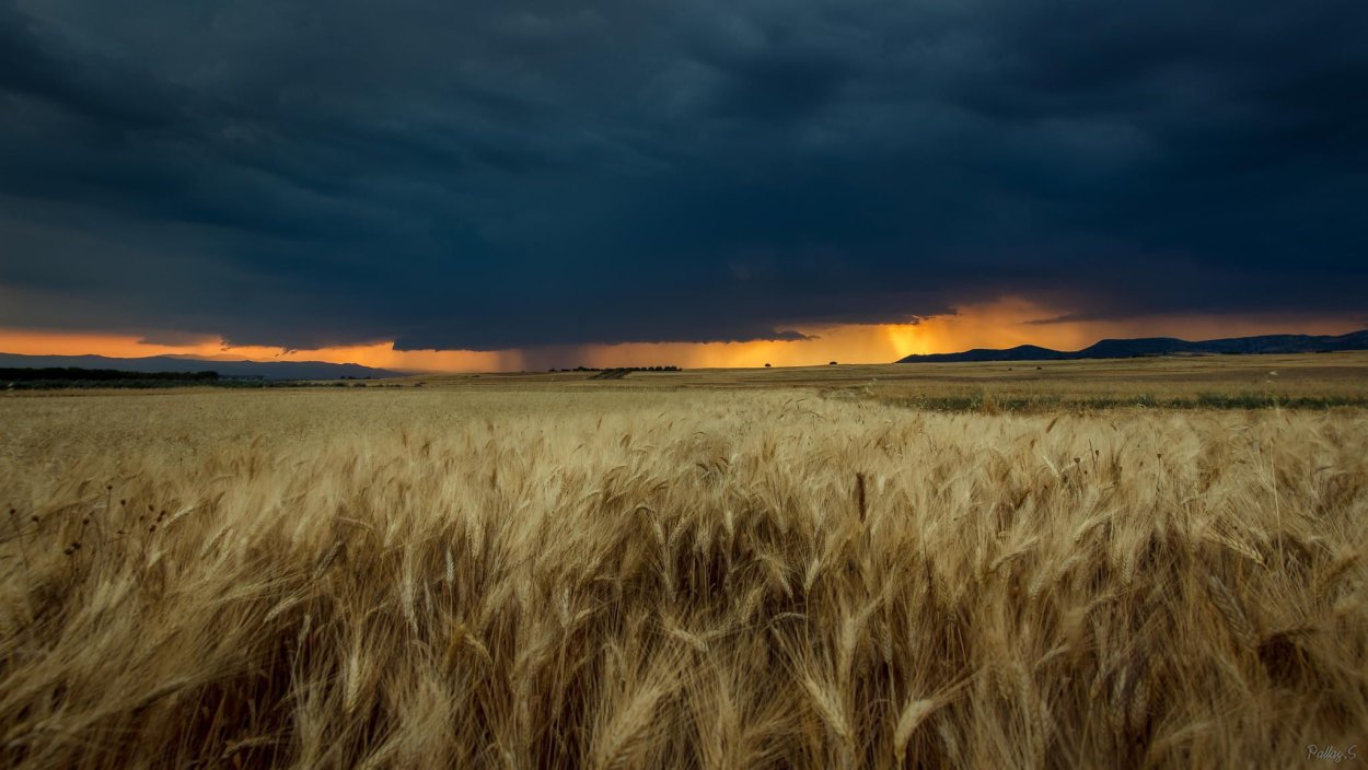 Пшеничное поле перед грозой