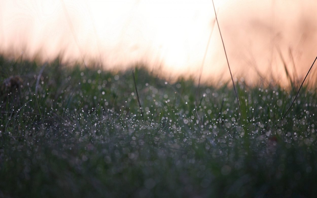 Кошенная утром трава