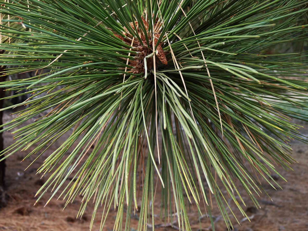 Сосна Джеффри