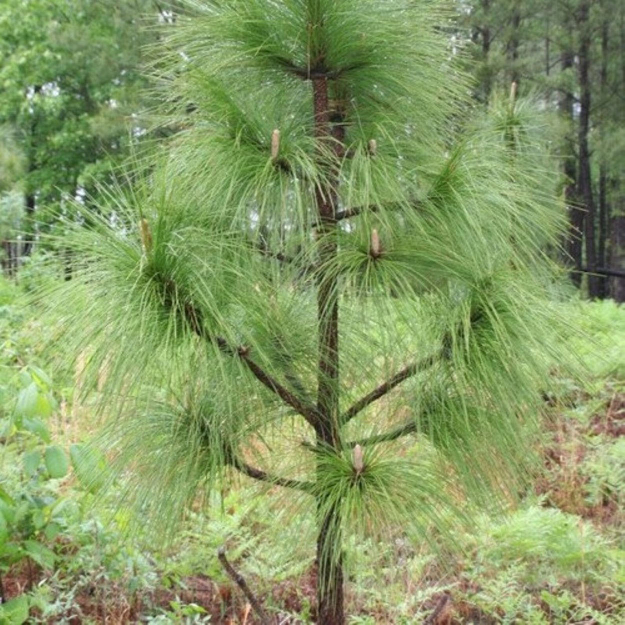 Сосна Болотная Longleaf