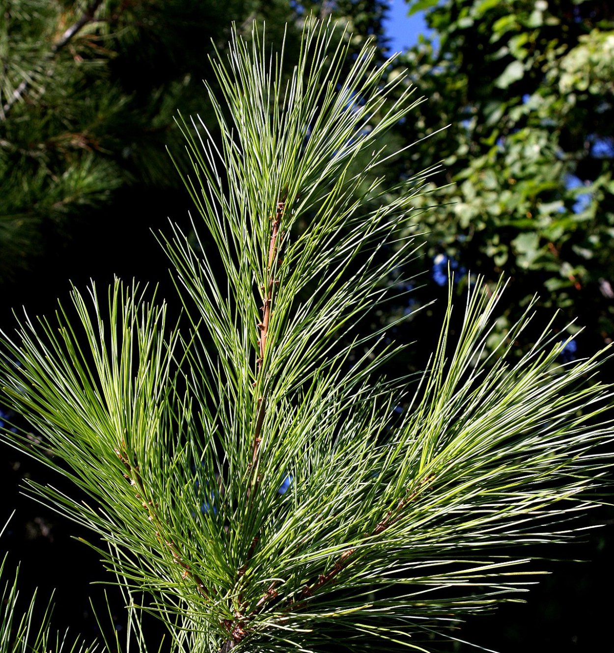 Pinus strobus