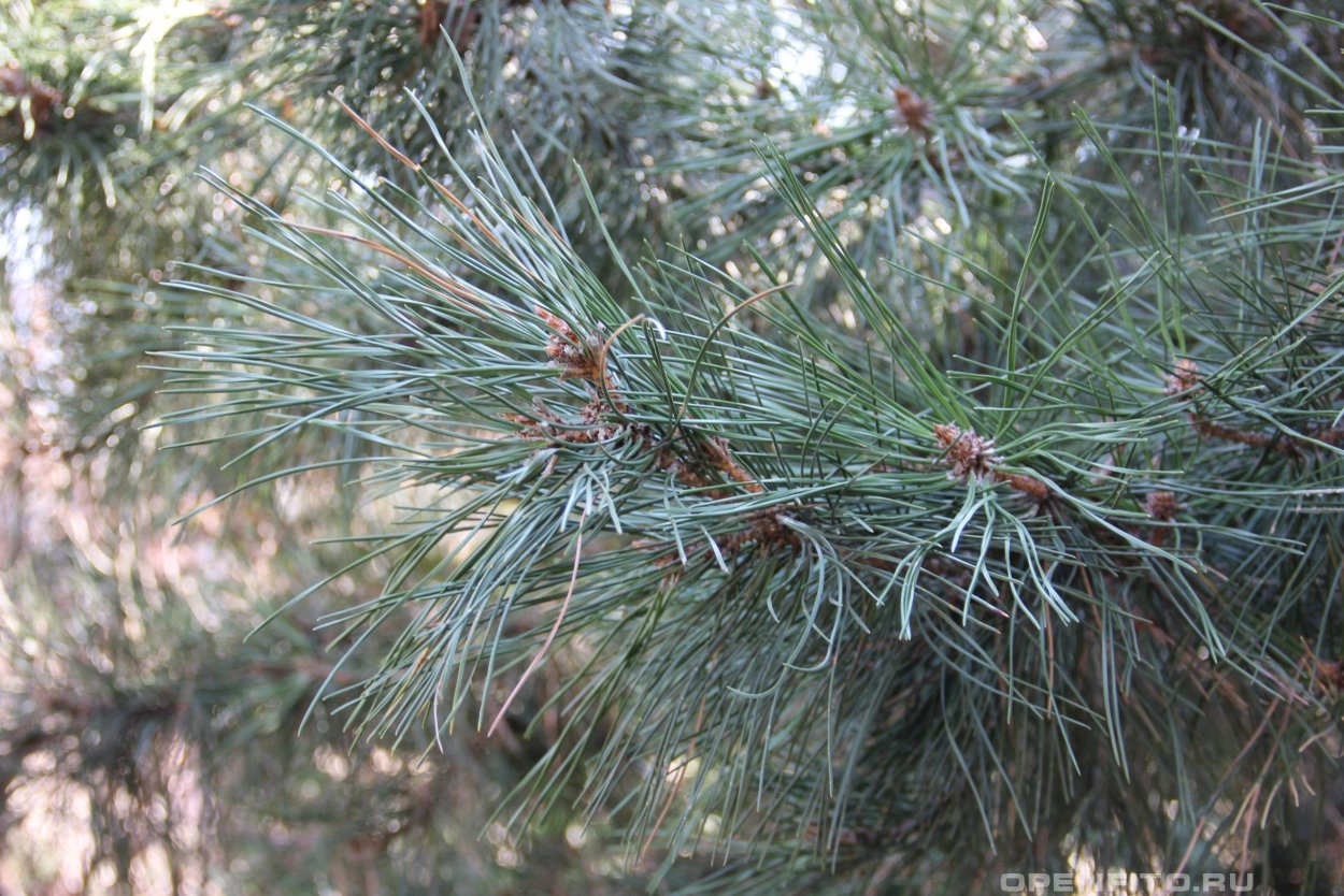 Скрученная широкохвойная сосна