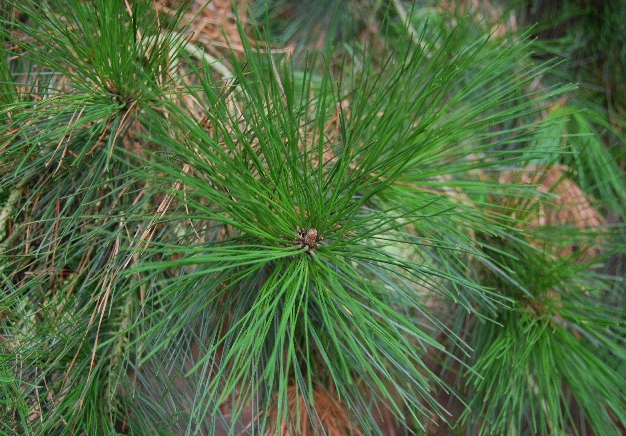 Пинус Радиата