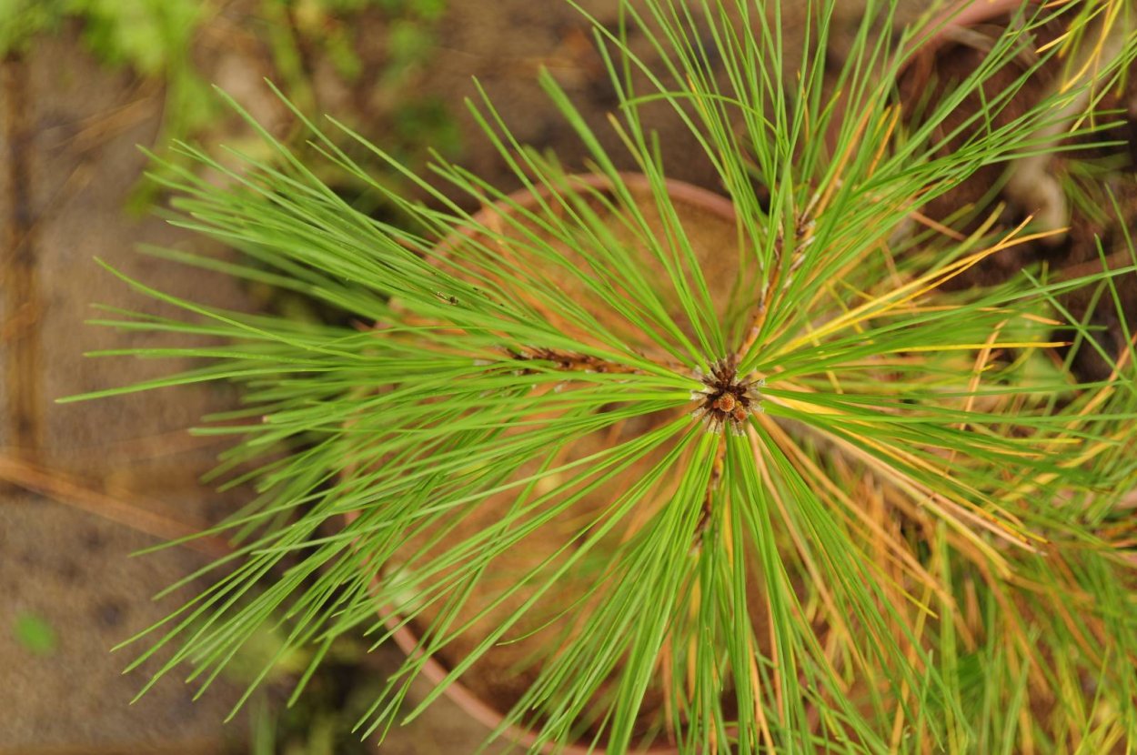 Сосна Веймутова с поникающей хвоей