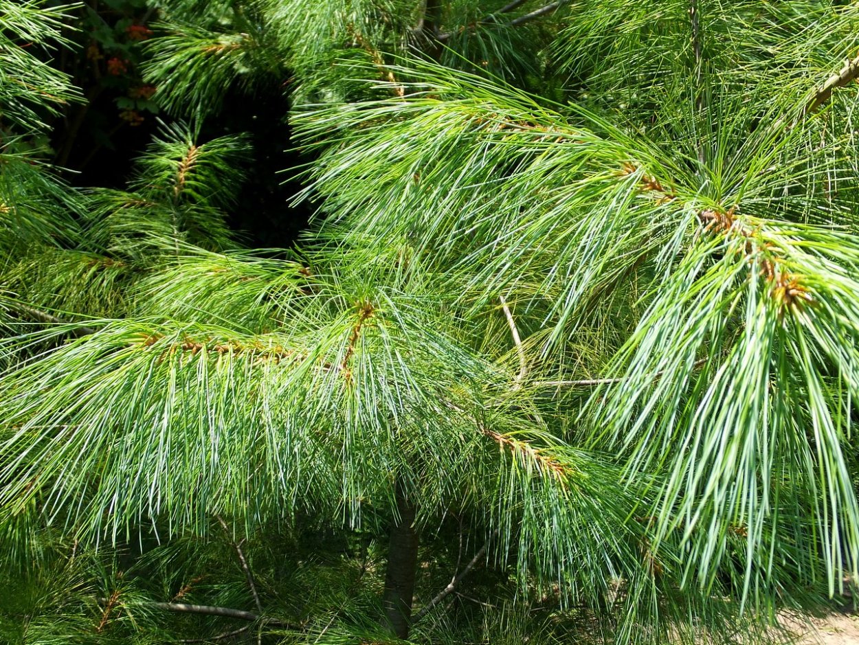 Сосна Веймутова хвоя