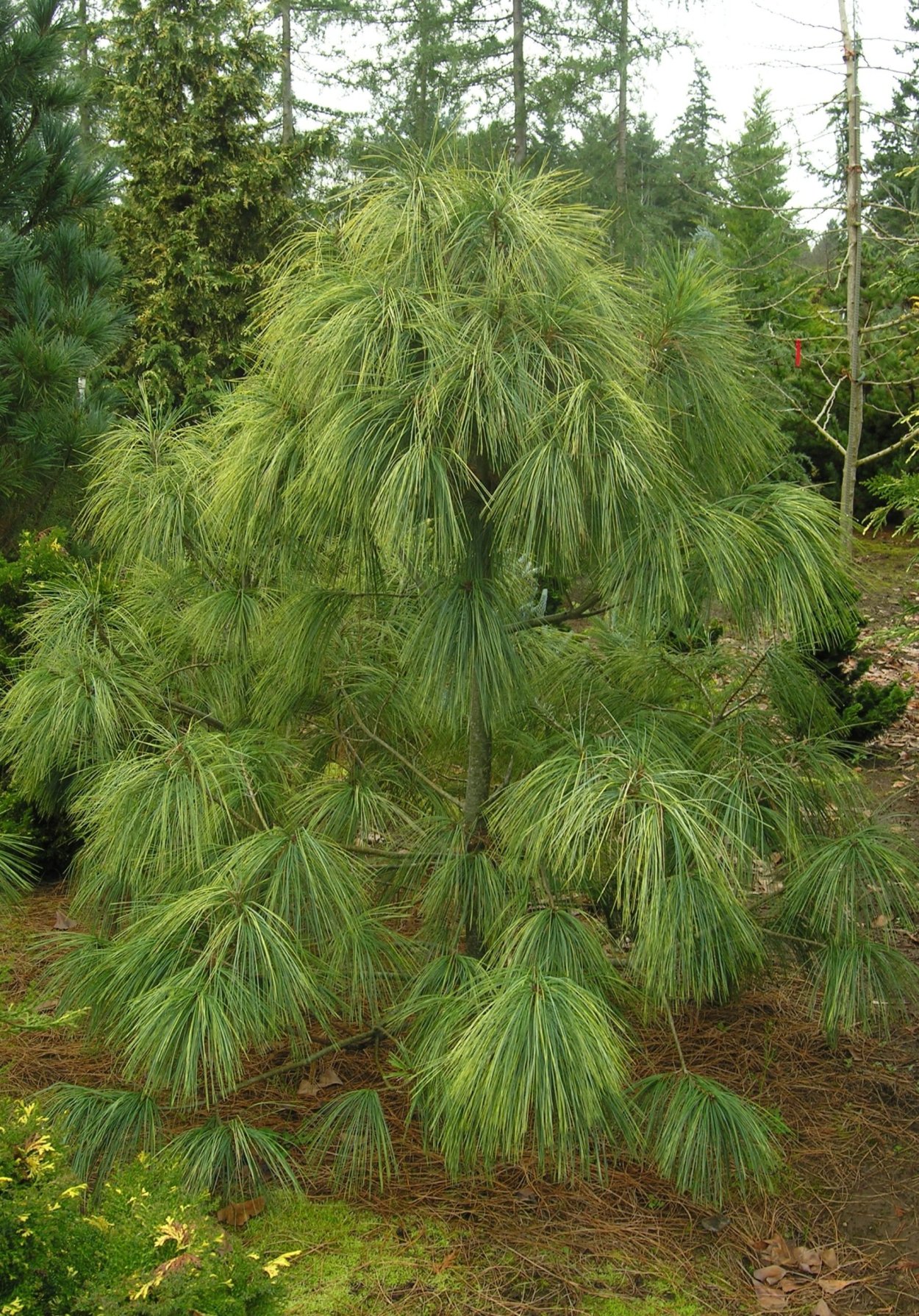 Сосна гималайская Валлиха