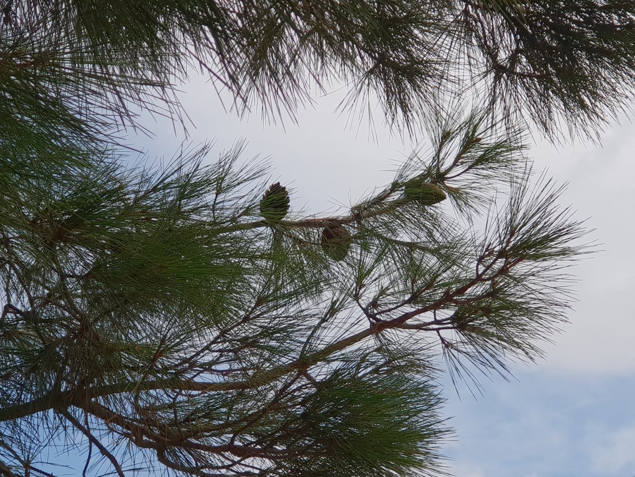 Сосна 2-Хвойная, с длинными хвоинками