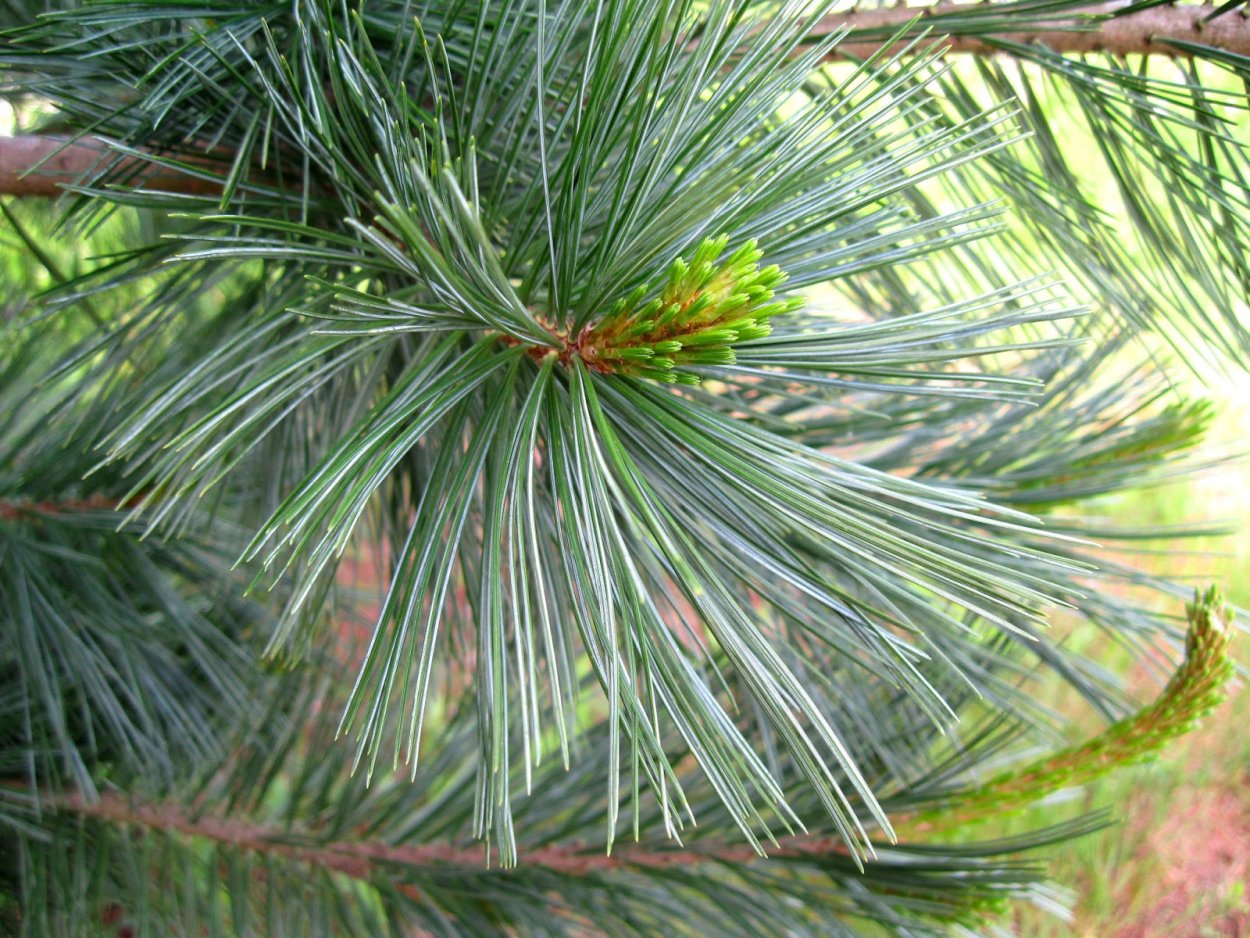 Pinus flexilis pygmaea