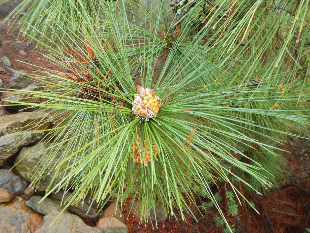 Канарская сосна Тенерифе