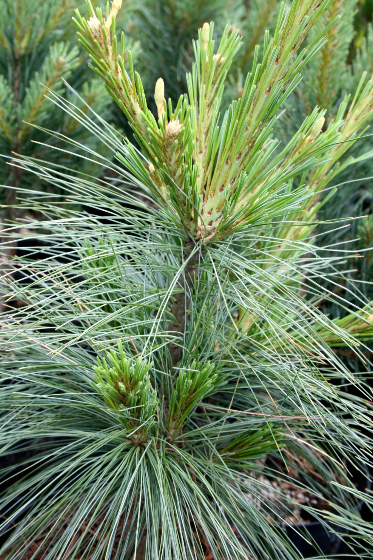 Сосна Веймутова с длинной хвоей