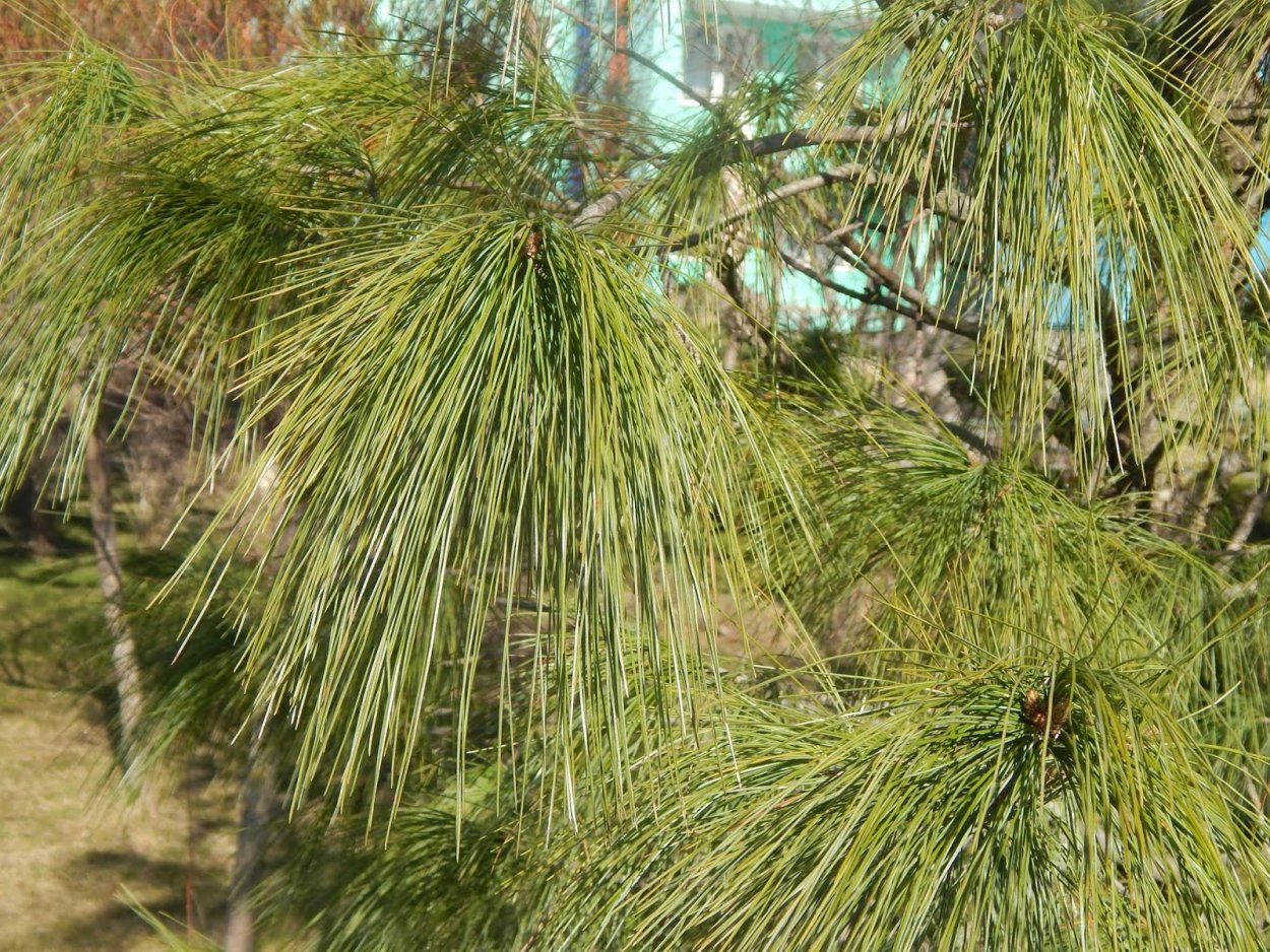 Сосна Веймутова гималайская