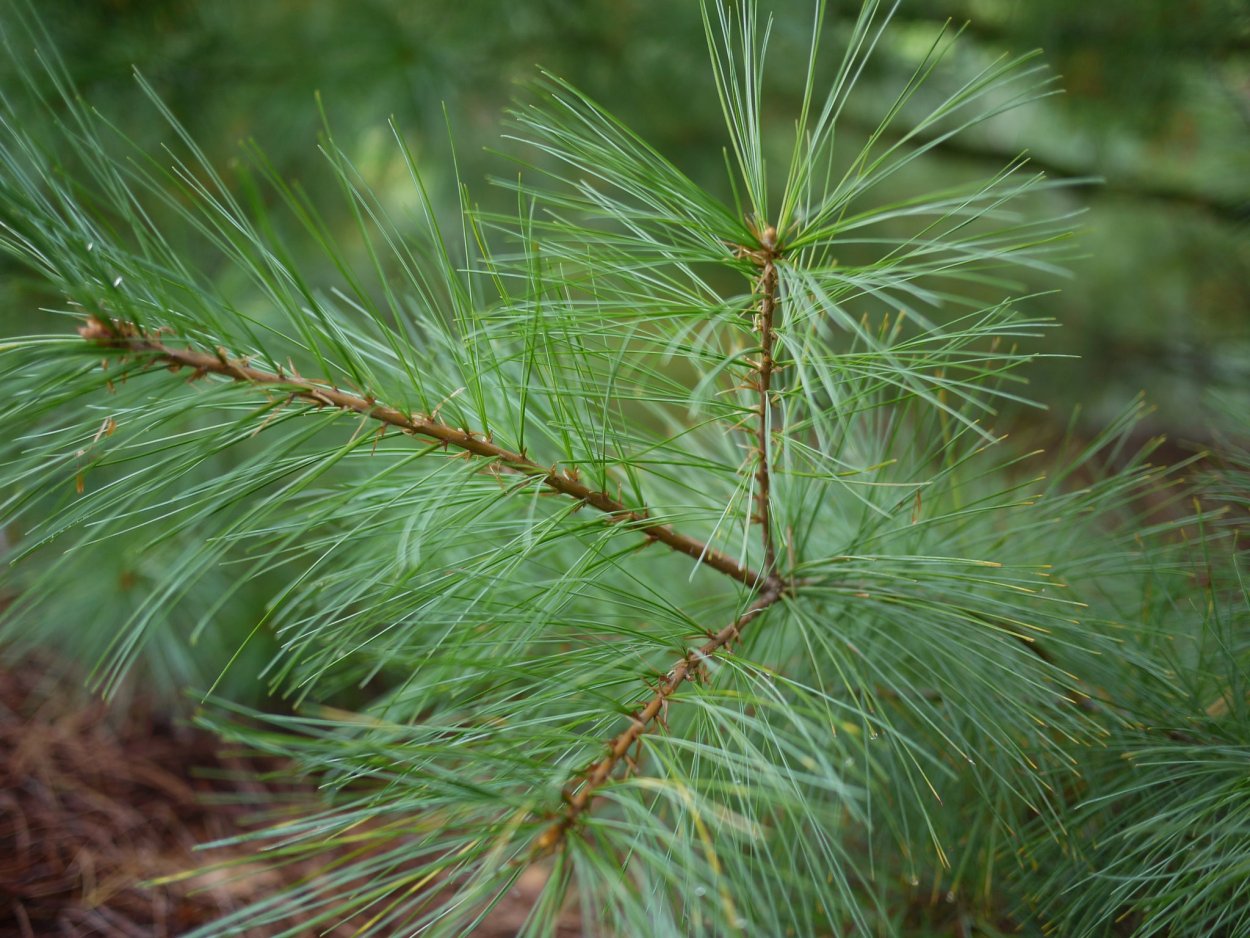 Сосна Веймутова хвоя