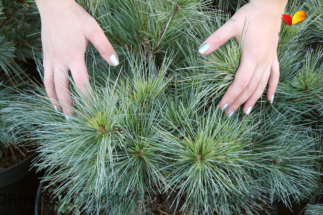 Сосна Блю Шег