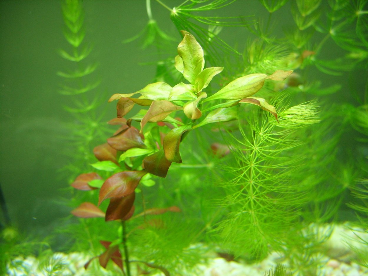 Сине зеленые водоросли в аквариуме