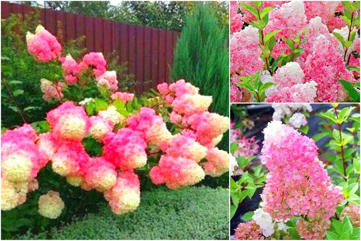 Hydrangea p. Vanille-Fraise Renhy PBR