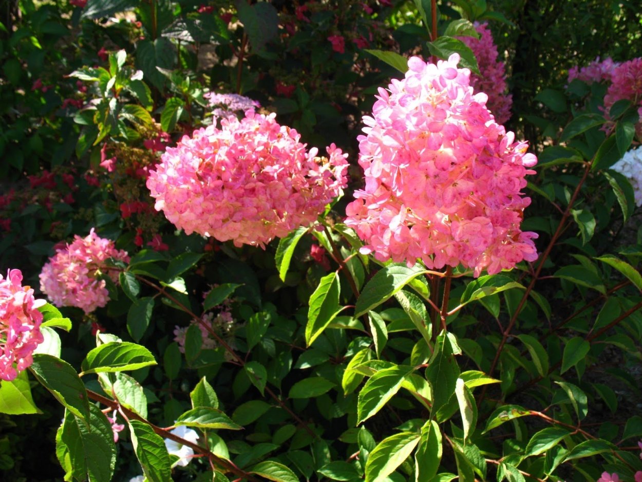 Гортензия метельчатая ваниль Фрайз