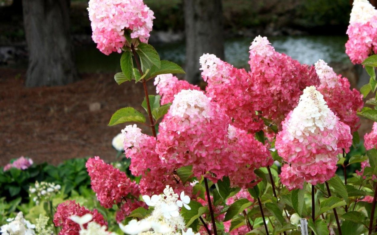 Гортензия метельчатая Ванилла