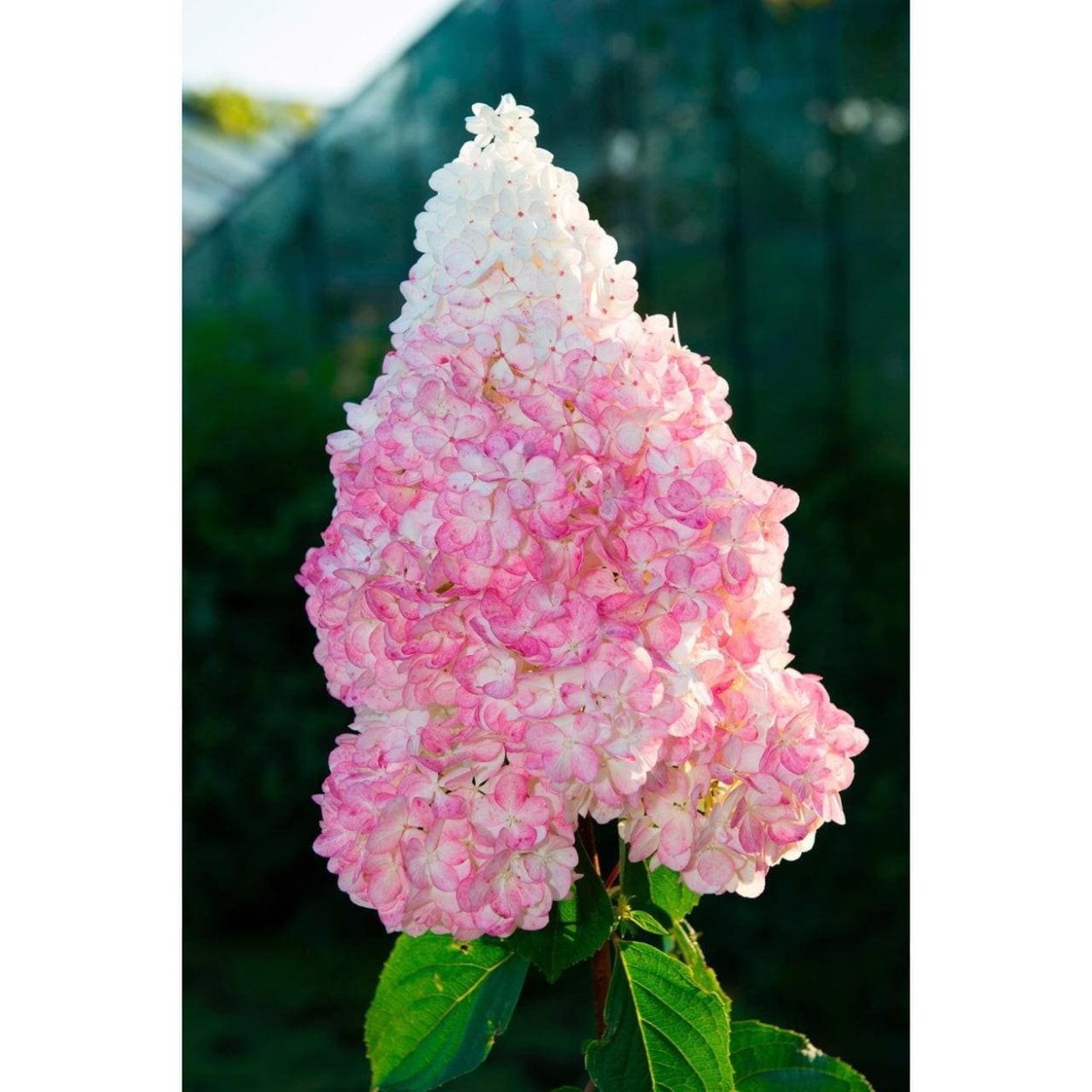 Гортензия метельчатая ванилу Фреш