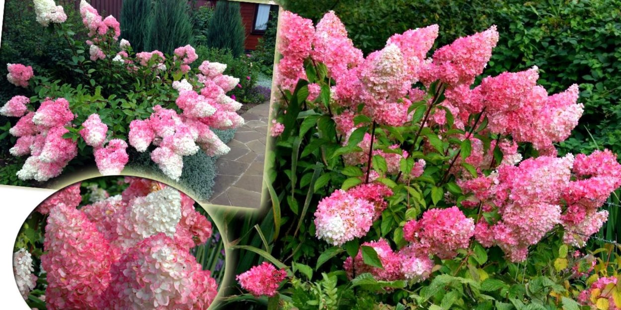 Гортензия метельчатая Ванилла