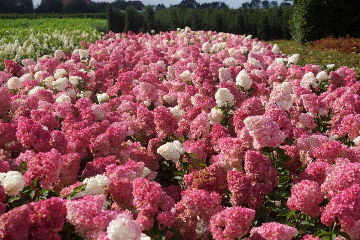 Гортензия метельчатая Ванилла