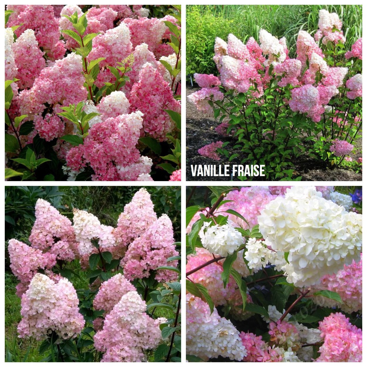 Гортензия Ванилла Фрейз
