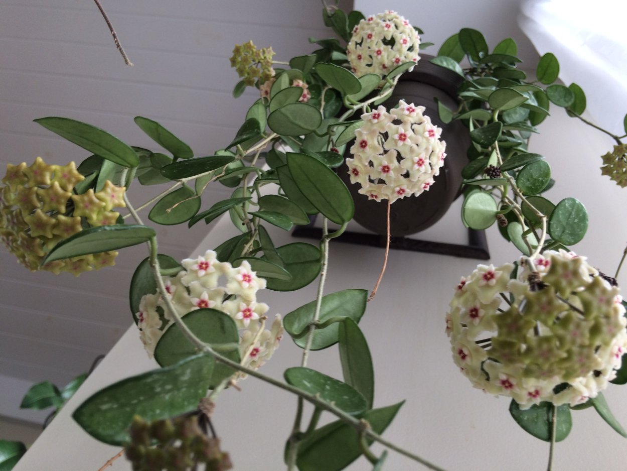 Хойя Матильда (Mathilde)