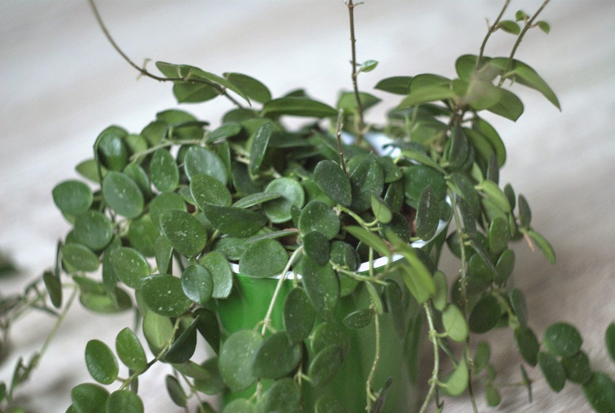 Хойя CV. Mathilde