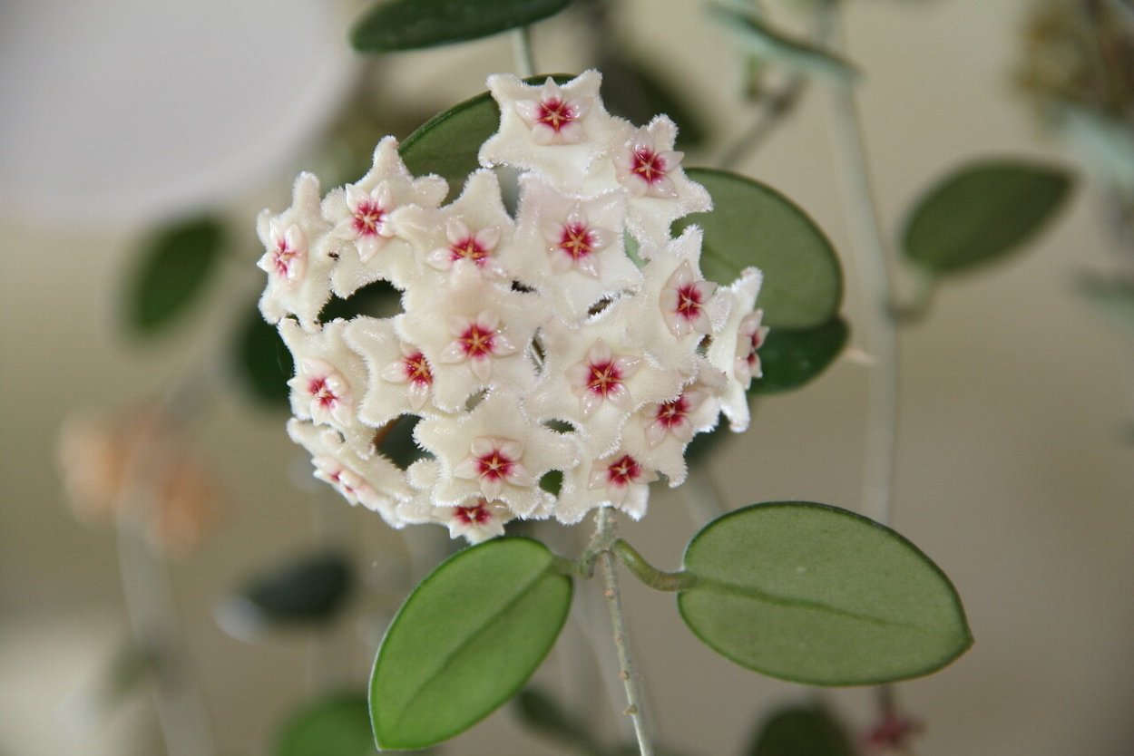 Хойя Матильда