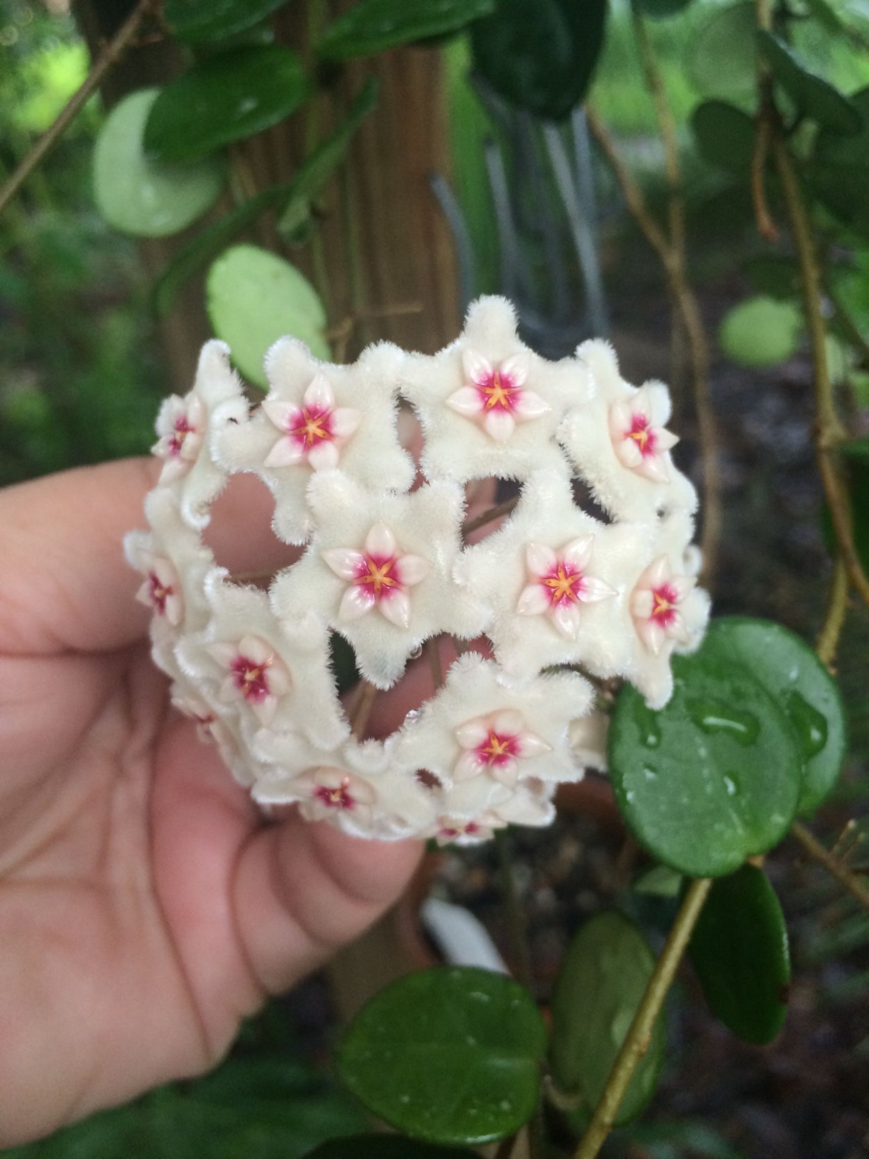 Хойя Матильда