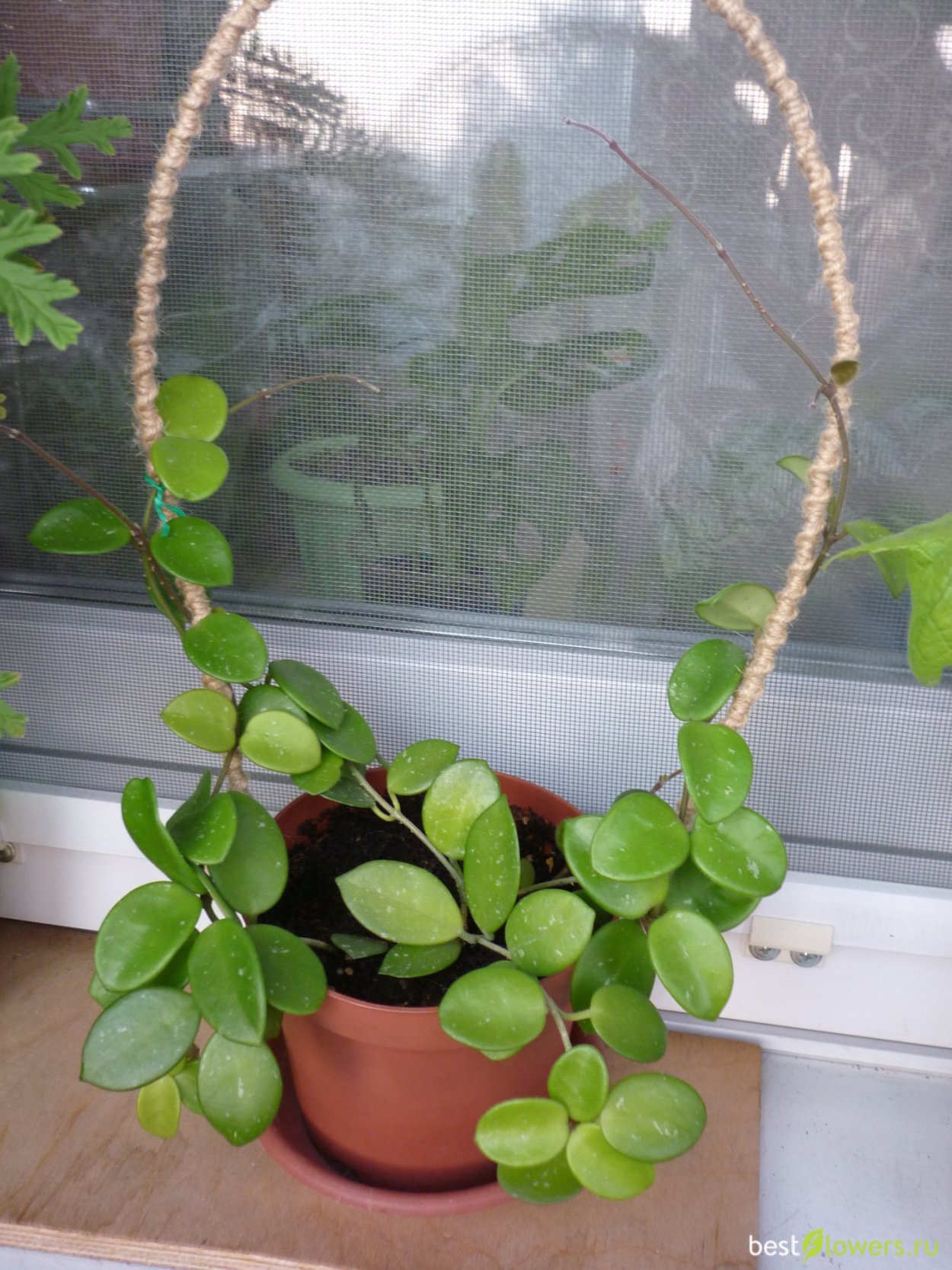 Хойя Матильда