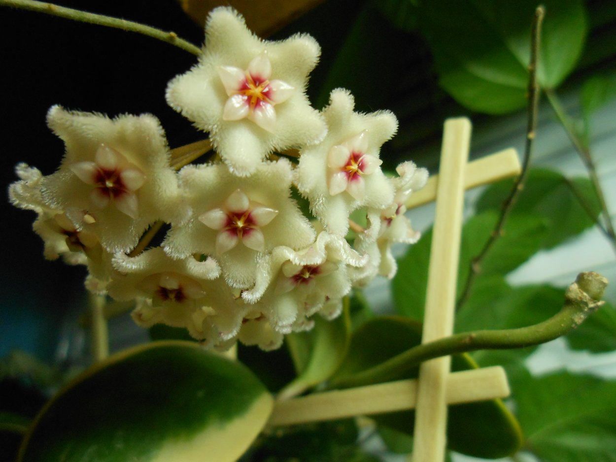 Хойя Матильда (Mathilde)