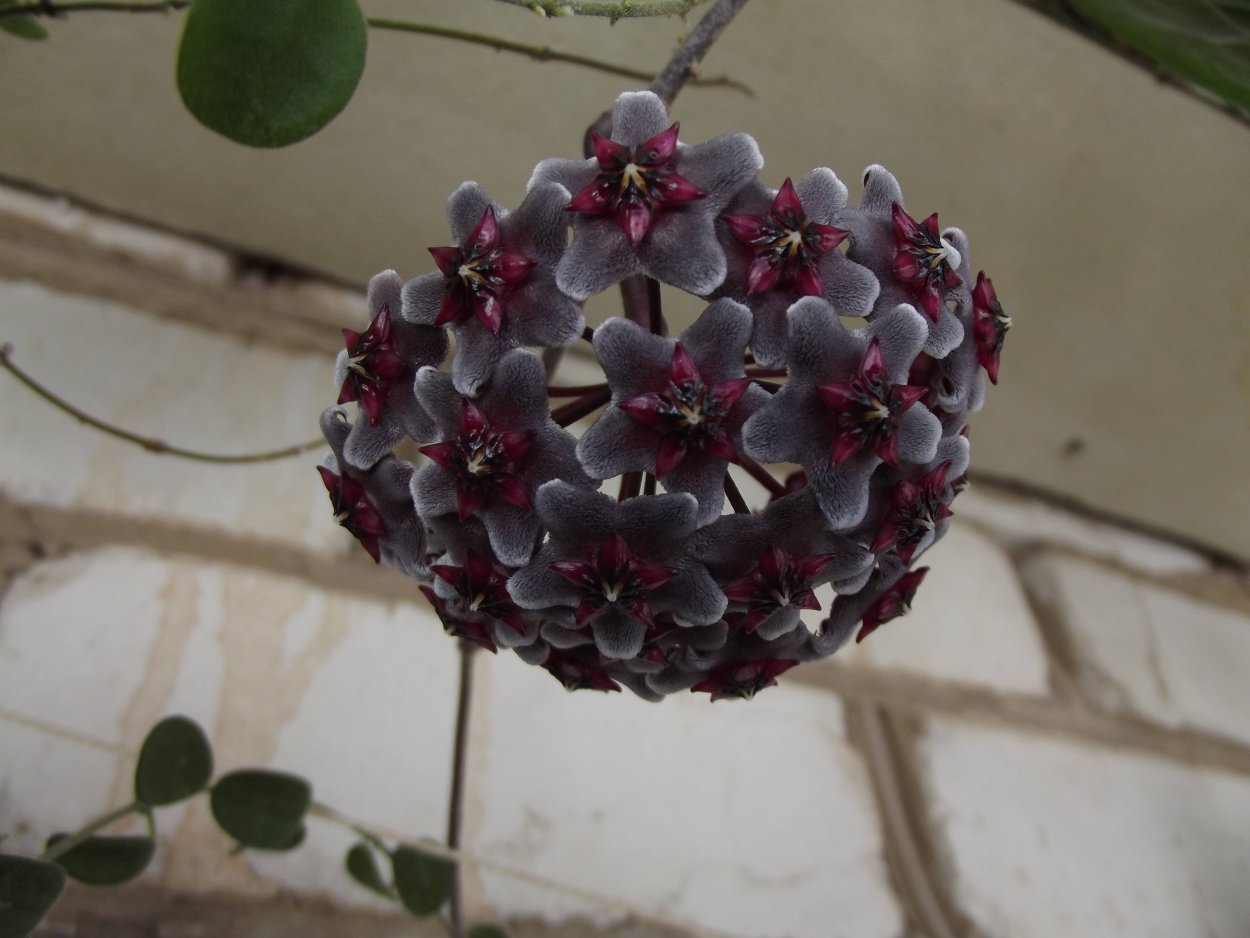 Хойя Пубикаликс ред