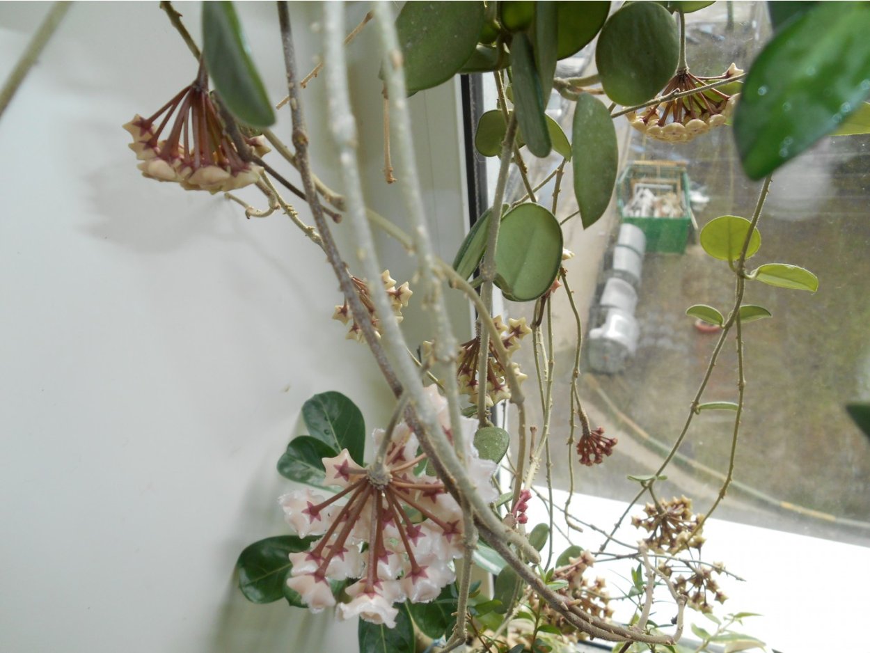 Хойя Матильда Сплеш цветение