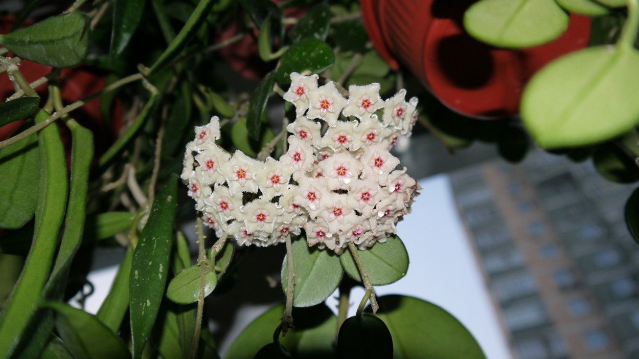 Хойя Матильда