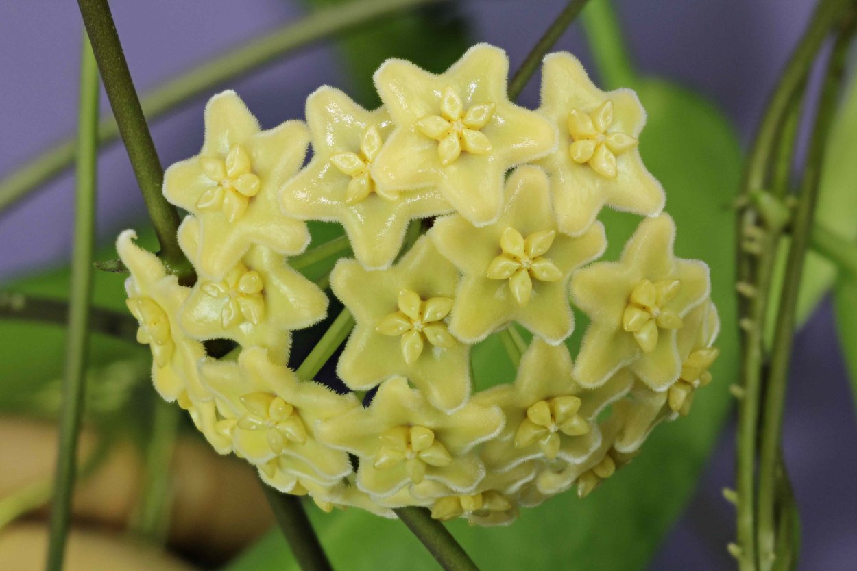 Хойя Акута Hoya acuta