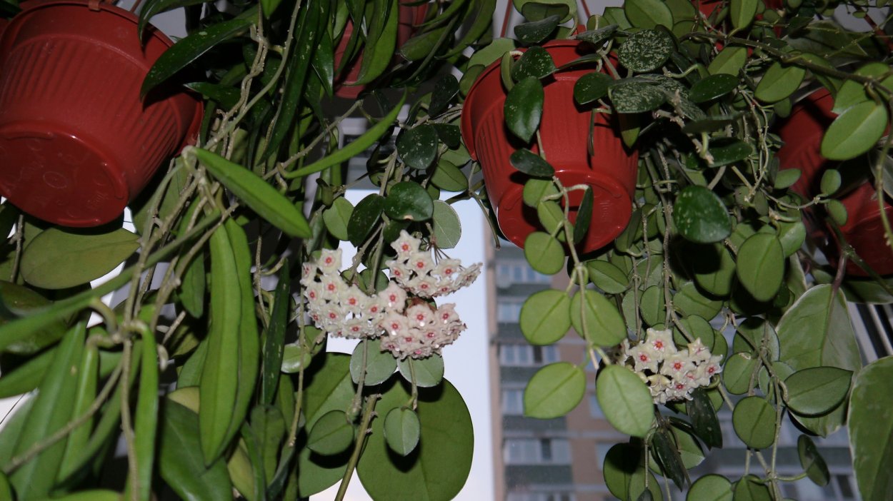 Хойя Матильда цветение