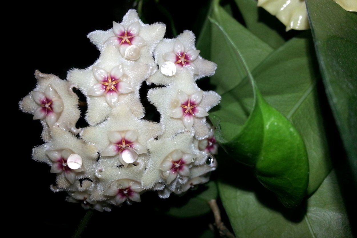 Хойя CV. Mathilde