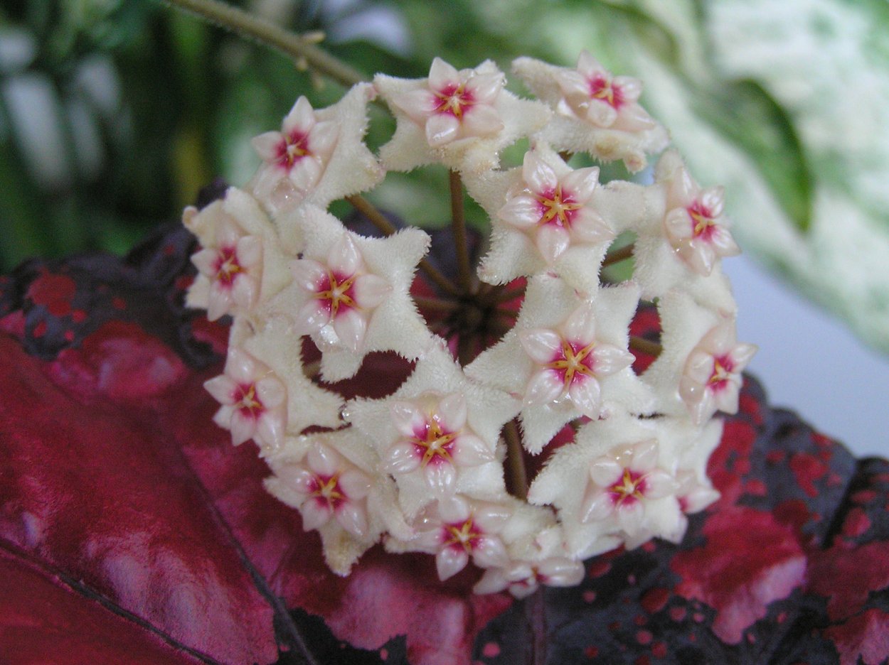 Хойя Карноза Матильда