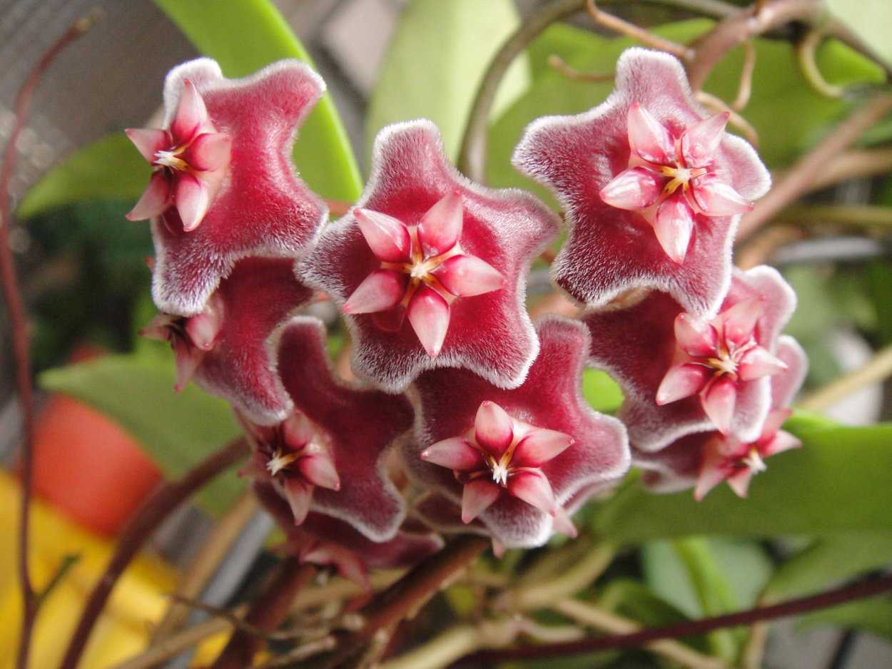 Hoya pubicalyx Silver Pink