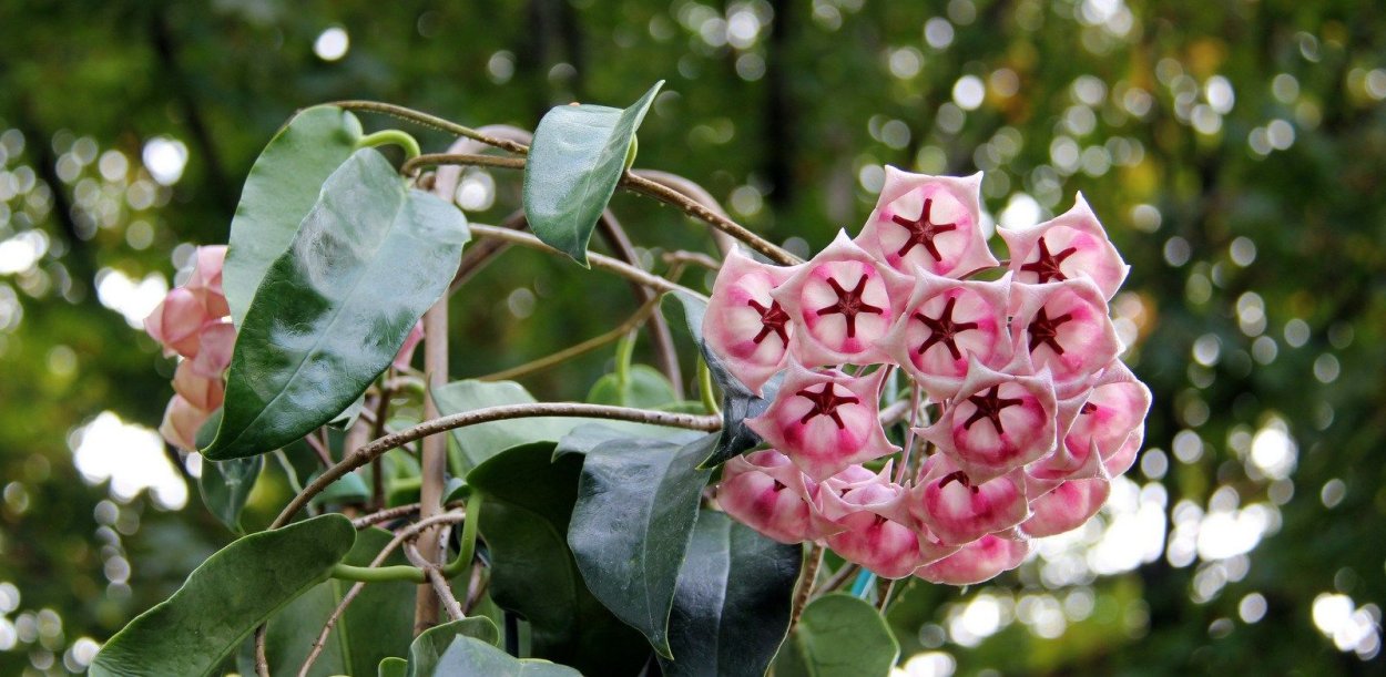 Хойя archboldiana Pink