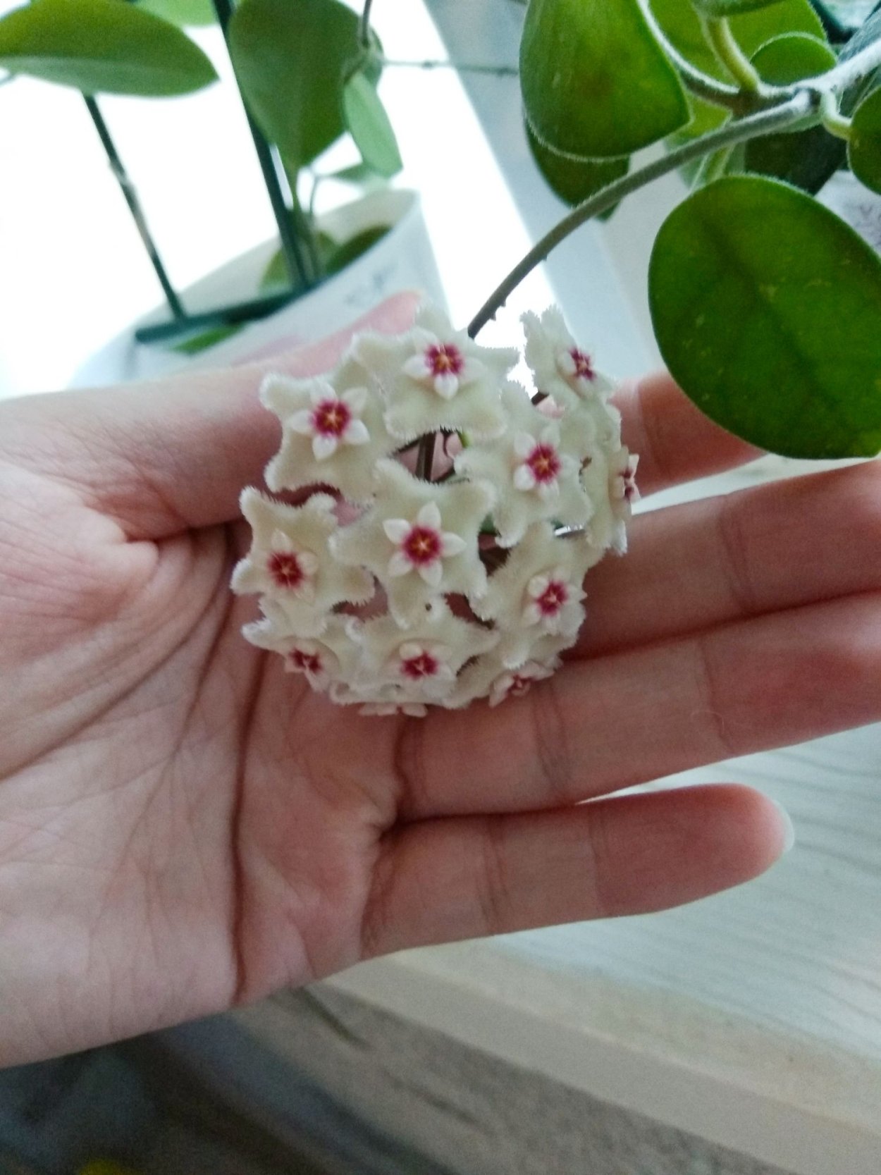 Хойя Матильда Сплэш